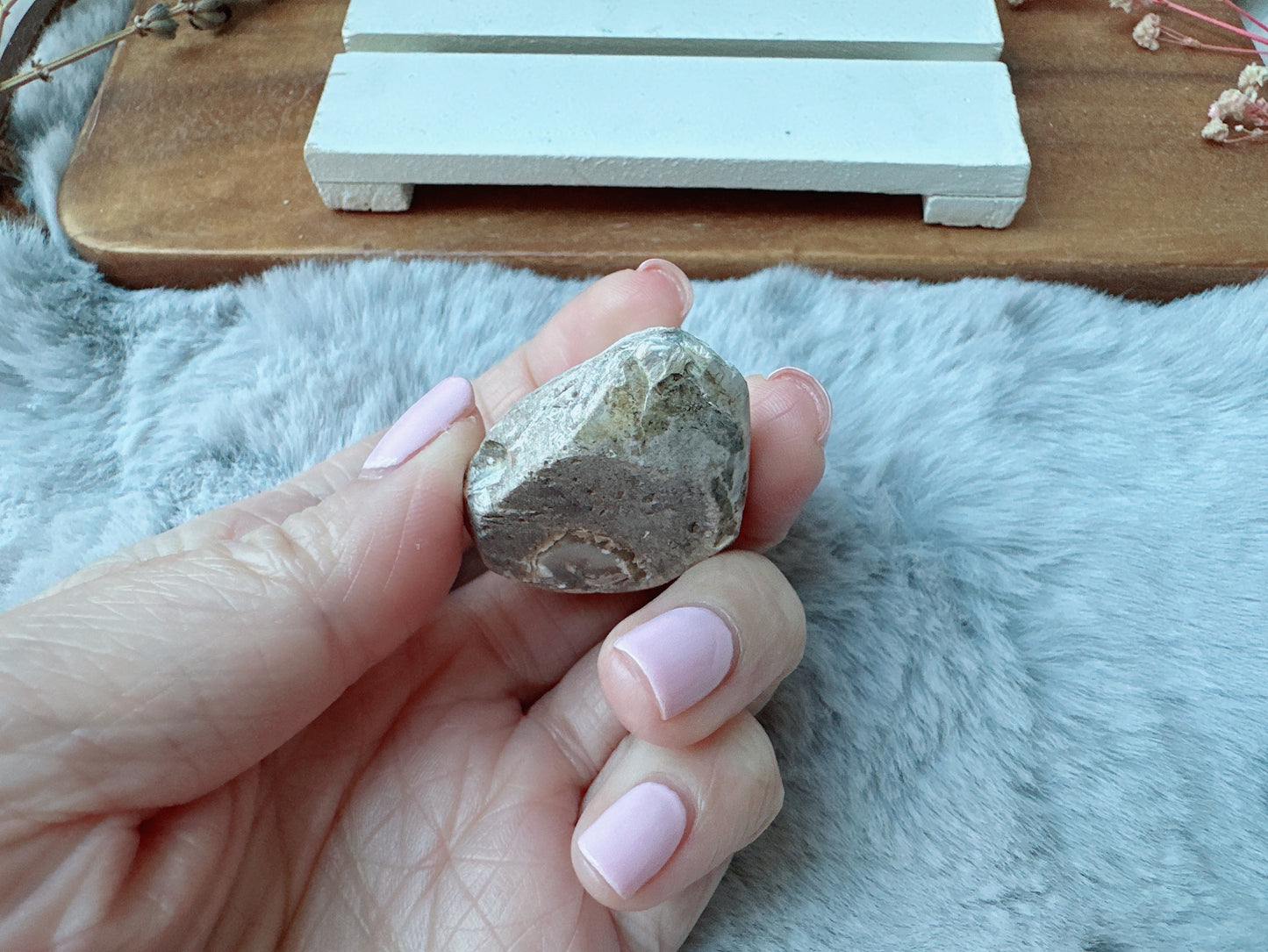 Small Fossil Shell