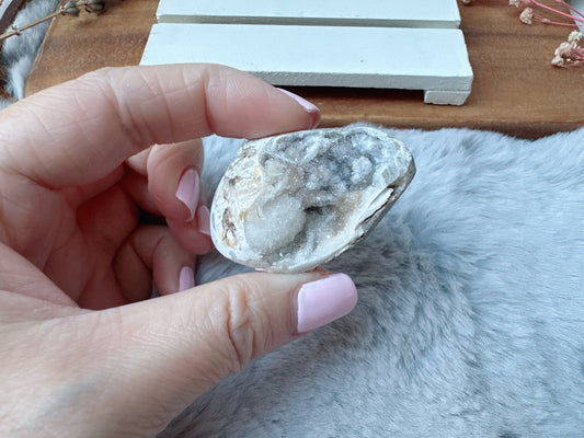 Small Fossil Shell